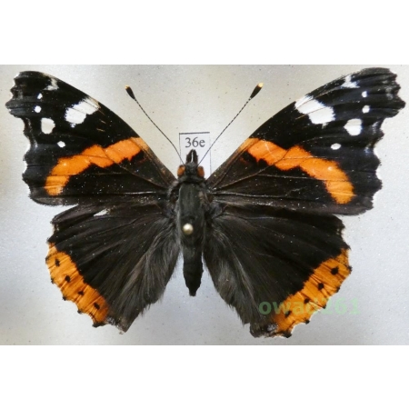 Vanessa atalanta (Linnaeus, 1758) Poland36e